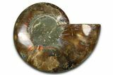 Cut & Polished Ammonite Fossil (Half) - Madagascar #377630-1